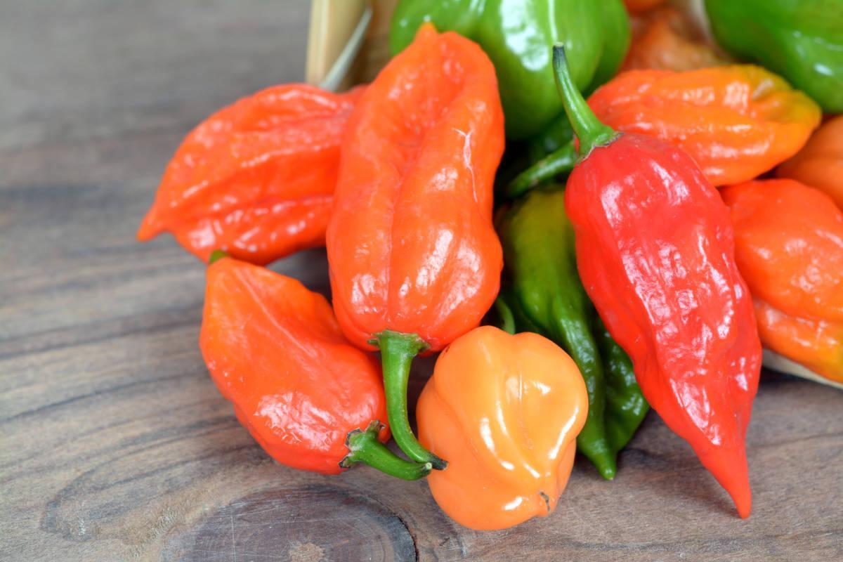 Keistimewaan Habanero XL: Cabe Terpanas di Dunia dengan Ukuran Super