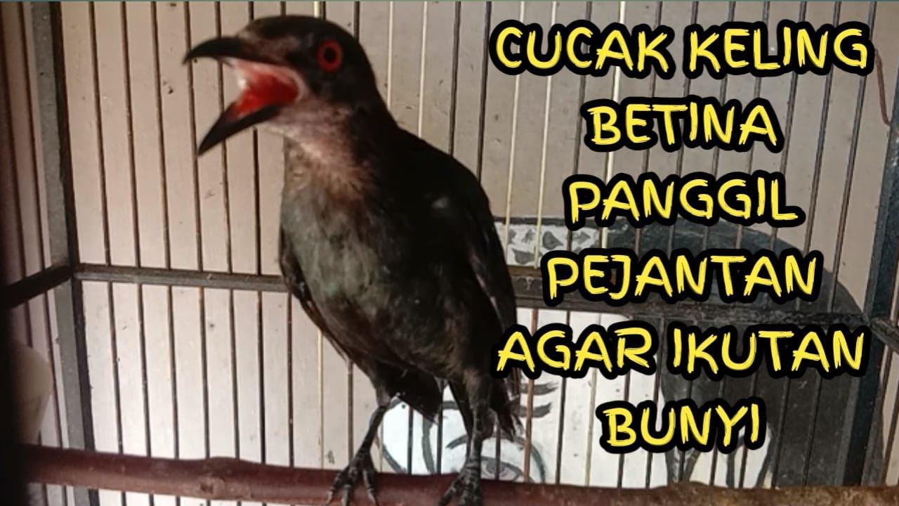 Gacor XL: Tips Merawat Burung Agar Suara Gacornya Semakin Joss