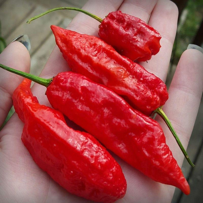 Keistimewaan Habanero XL: Cabe Terpanas di Dunia dengan Ukuran Super