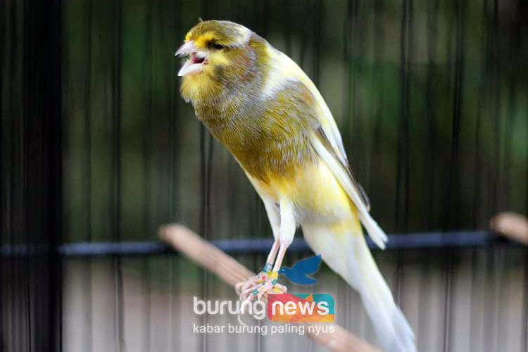 Gacor XL: Tips Merawat Burung Agar Suara Gacornya Semakin Joss