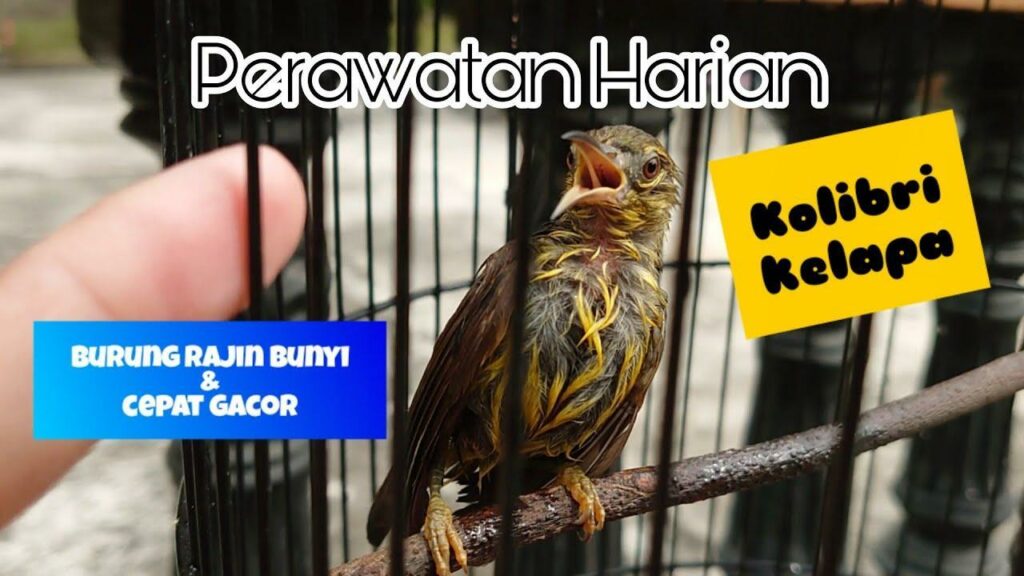 Gacor BNI: Tips Terbaru Agar Suara Burung Cepat Gacor di Bulan Ini