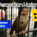 Gacor BNI: Tips Terbaru Agar Suara Burung Cepat Gacor di Bulan Ini